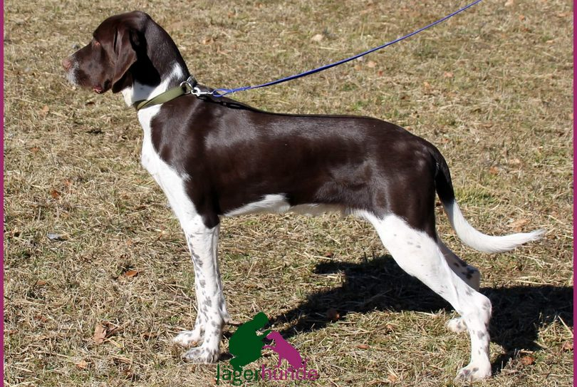 Nando - Spinone Italiano